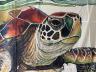 VANDALA Markisensegel Turtle